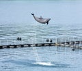 Dolphin jumping