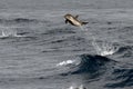 Dolphin while jumping in the deep blue sea Royalty Free Stock Photo