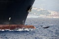 dolphin jumping in front of prow of a cargo ship detail close up Royalty Free Stock Photo