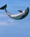 Dolphin Jumping for Joy Royalty Free Stock Photo