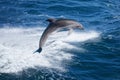 Dolphin jumping Royalty Free Stock Photo
