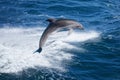 Dolphin jumping