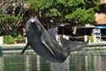 Dolphin jumping out of the blue water Royalty Free Stock Photo