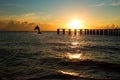 Dolphin jumping out of the sea in florida Royalty Free Stock Photo