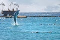 Dolphin jumping out of the sea near the people. Snorkeling in the Red Sea, Dolphin Reef, Israel