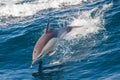 Dolphin jumping