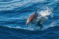 Dolphin jumping Royalty Free Stock Photo