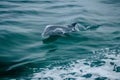 Dolphin jumping out of the water in Biscayne Bay, Florida USA Royalty Free Stock Photo