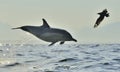 Dolphin jumping out from the water Royalty Free Stock Photo