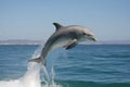 dolphin jumping out of the water in graceful leap