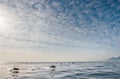 Dolphin jumping out of the water. Royalty Free Stock Photo