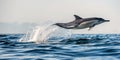 Dolphin jumping out of water. The Long-beaked common dolphin. Royalty Free Stock Photo