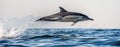 Dolphin jumping out of water. The Long-beaked common dolphin. Royalty Free Stock Photo