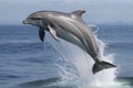 dolphin jumping out of the water in a spectacular show of power and agility