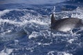 Dolphin jumping out of the water with a splash Royalty Free Stock Photo