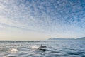 Dolphin jumping out of the water. Royalty Free Stock Photo