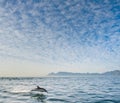 Dolphin jumping out of the water. Royalty Free Stock Photo