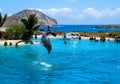 Dolphin jumping in the pool