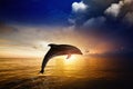 Dolphin jumping Royalty Free Stock Photo