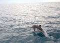 Dolphin jumping from water Royalty Free Stock Photo