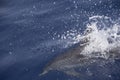 Dolphin jumping into water with a splash Royalty Free Stock Photo