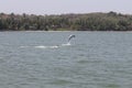 Dolphin jumps beautifully Royalty Free Stock Photo
