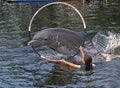 Dolphin jumps through hoop in Key Largo Royalty Free Stock Photo