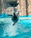 Dolphin jumps out of the water Royalty Free Stock Photo