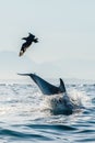 The dolphin jumps out of the water, a skua is flying by. Royalty Free Stock Photo