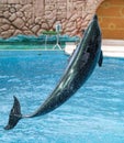 Dolphin jumps from the pool in the park Royalty Free Stock Photo