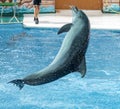 Dolphin jumps from the pool in the park Royalty Free Stock Photo