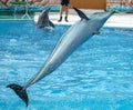 Dolphin jumps from the pool in the park Royalty Free Stock Photo