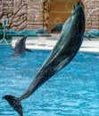 Dolphin jumps from the pool in the park Royalty Free Stock Photo