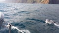 Dolphin from Katamaran with Madeira mountain coast background