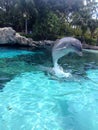 Dolphin Leap