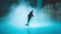 Dolphin leaping, aquatic show, misty stage, night Royalty Free Stock Photo