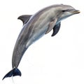 Dolphin leaping isolated on white background Royalty Free Stock Photo