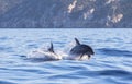 A dolphin leaping out of the blue water in the sea Royalty Free Stock Photo