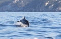 A dolphin leaping out of the blue water in the sea Royalty Free Stock Photo