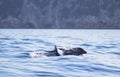 A dolphin leaping out of the blue water in the sea Royalty Free Stock Photo