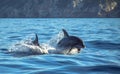 A dolphin leaping out of the blue water in the sea Royalty Free Stock Photo