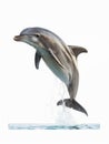 Dolphin leaping out of the water with a splash, displaying agility and freedom in a dynamic pose. Royalty Free Stock Photo