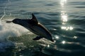 dolphin leaping, sun reflecting off ocean Royalty Free Stock Photo