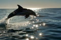 dolphin leaping, sun reflecting off ocean Royalty Free Stock Photo