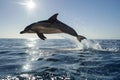 dolphin leaping, sun reflecting off ocean Royalty Free Stock Photo