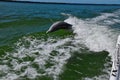 Dolphin leaps in boat wake Royalty Free Stock Photo