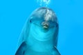 Dolphin Look