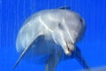 Dolphin is watching from an aquarium through glass