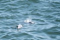 Dolphin mammal on the river - Sotalia guianensis