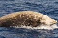 Rare Cuvier Goose Beaked whale dolphin Ziphius cavirostris Royalty Free Stock Photo